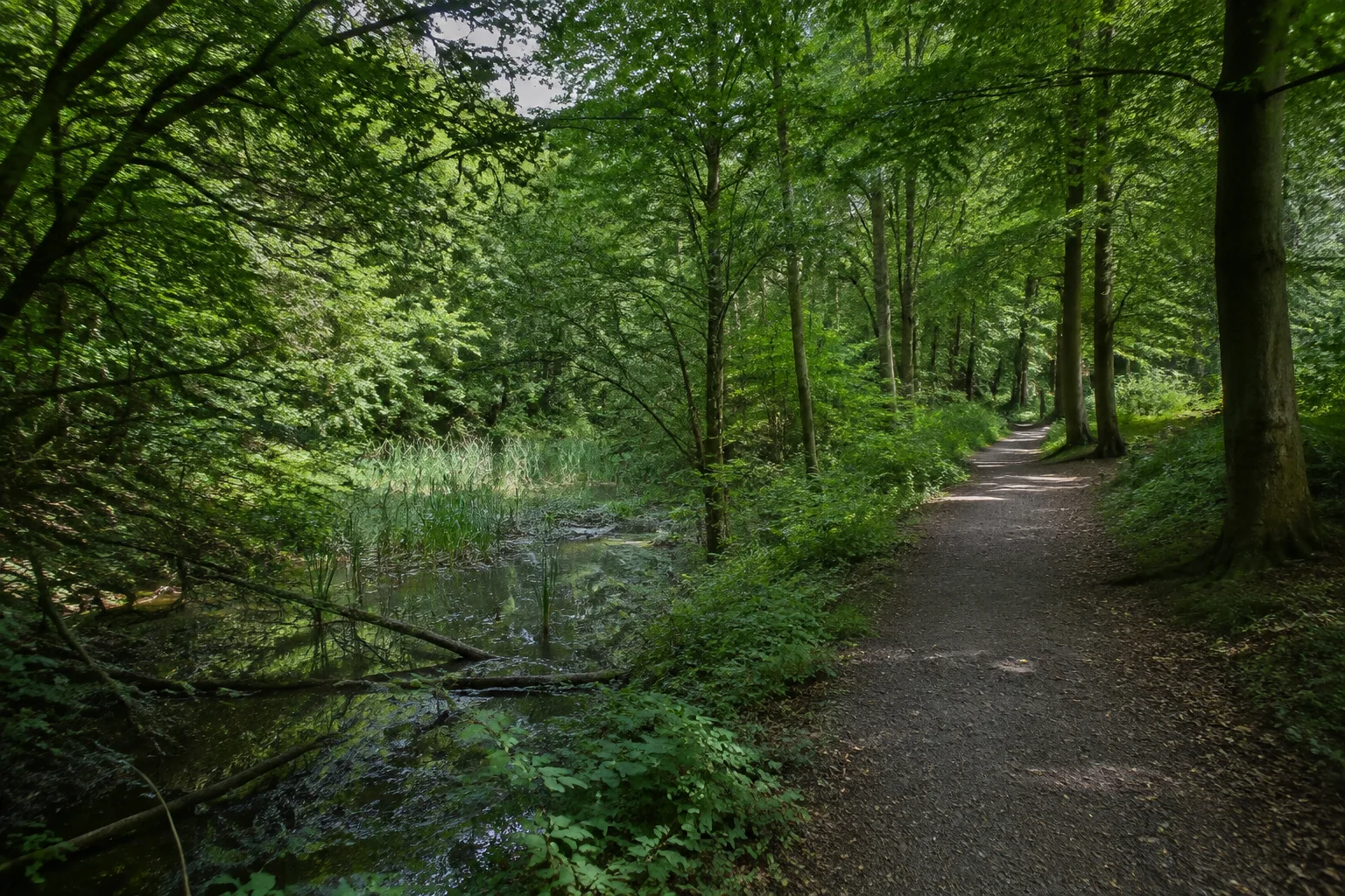 Meulenwald am Schweicher Heilbrunnen: schattiger Weg unter hohen Buchen und Eichen neben einem kleinen Feuchtbiotop.