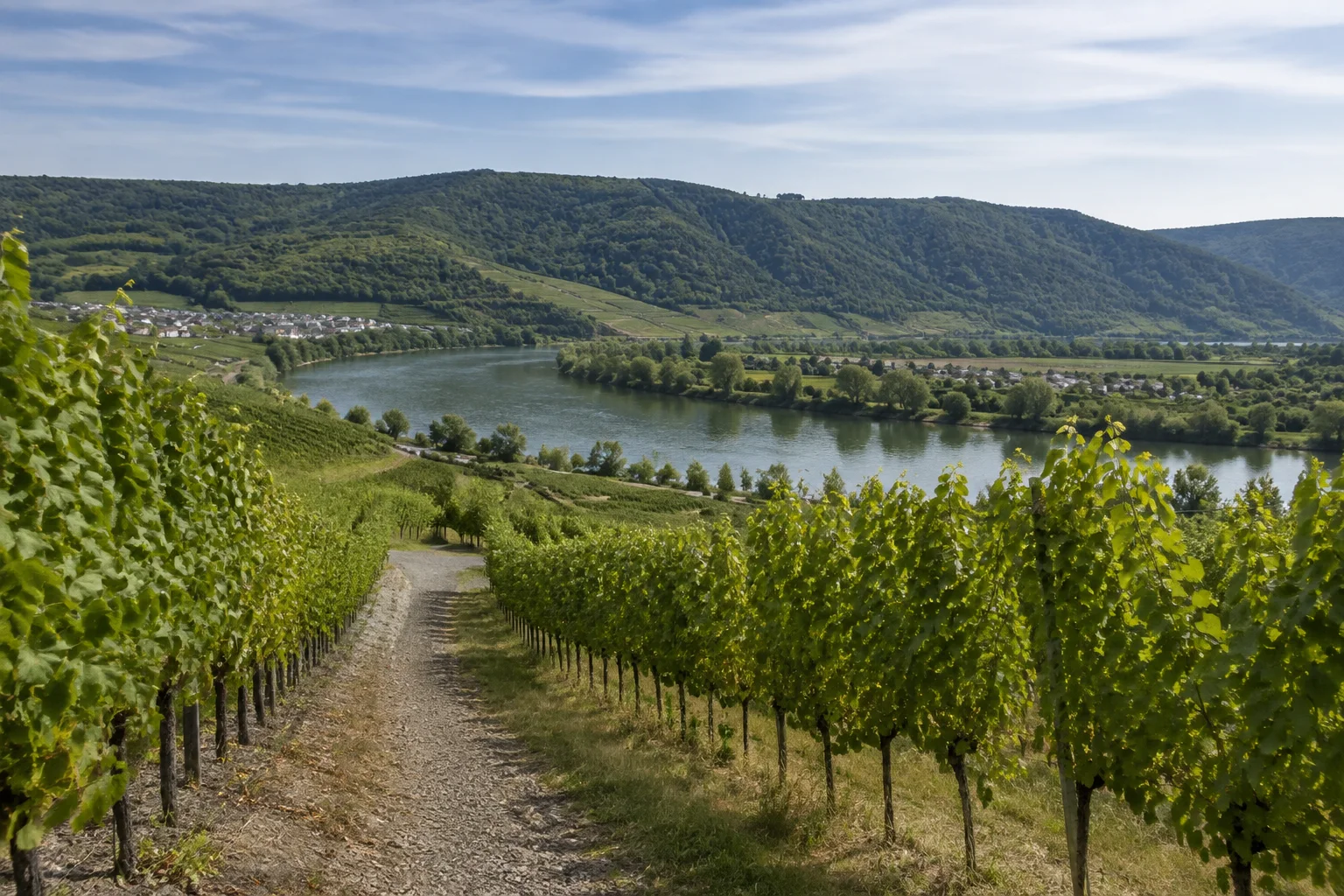 Schweicher Annaberg: Weg zwischen geordneten Rebreihen am offenen Hang über der breiten Mosel mit bewaldeten Höhen im Hintergrund.