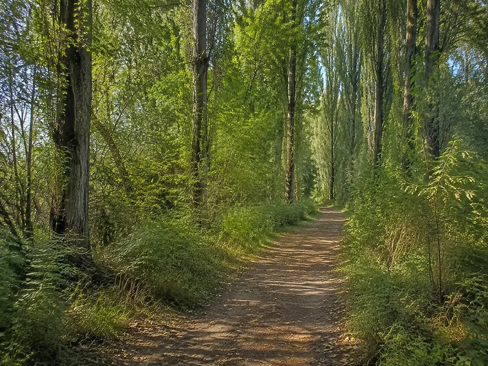 Auenwald südlich Schweinfurts: Flacher Auenwaldweg nahe dem Schweinfurter Baggersee mit Pappeln, Weiden und dichtem grünem Unterwuchs