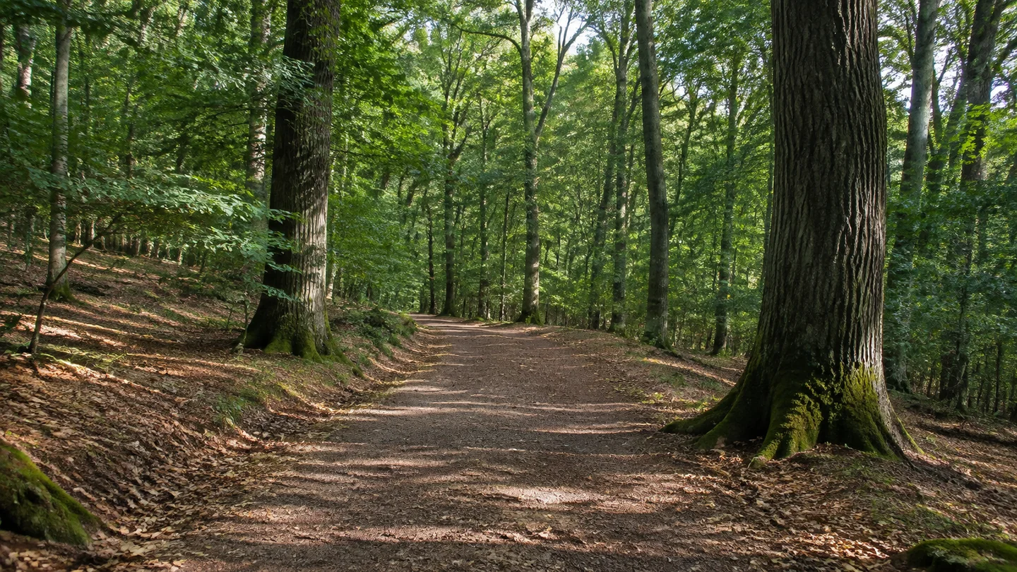 Schweinfurt: Wildpark an den Eichen: Stadtwald an den Eichen: Breiter Wanderweg im Schweinfurter Stadtwald mit kräftigen alten Eichen, Buchen und sanft welligem Waldboden