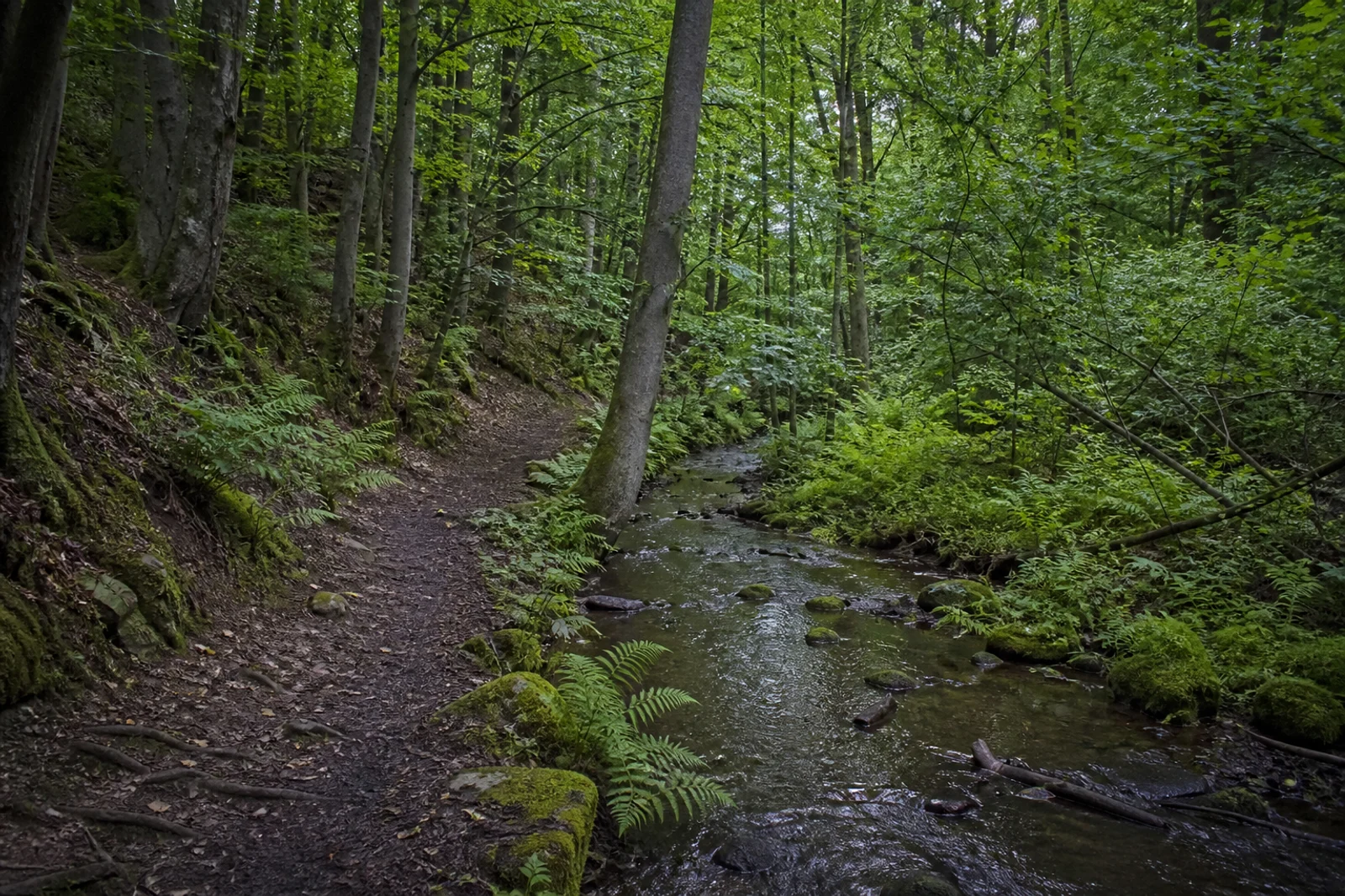 Waldpfad an der Fastenbecke