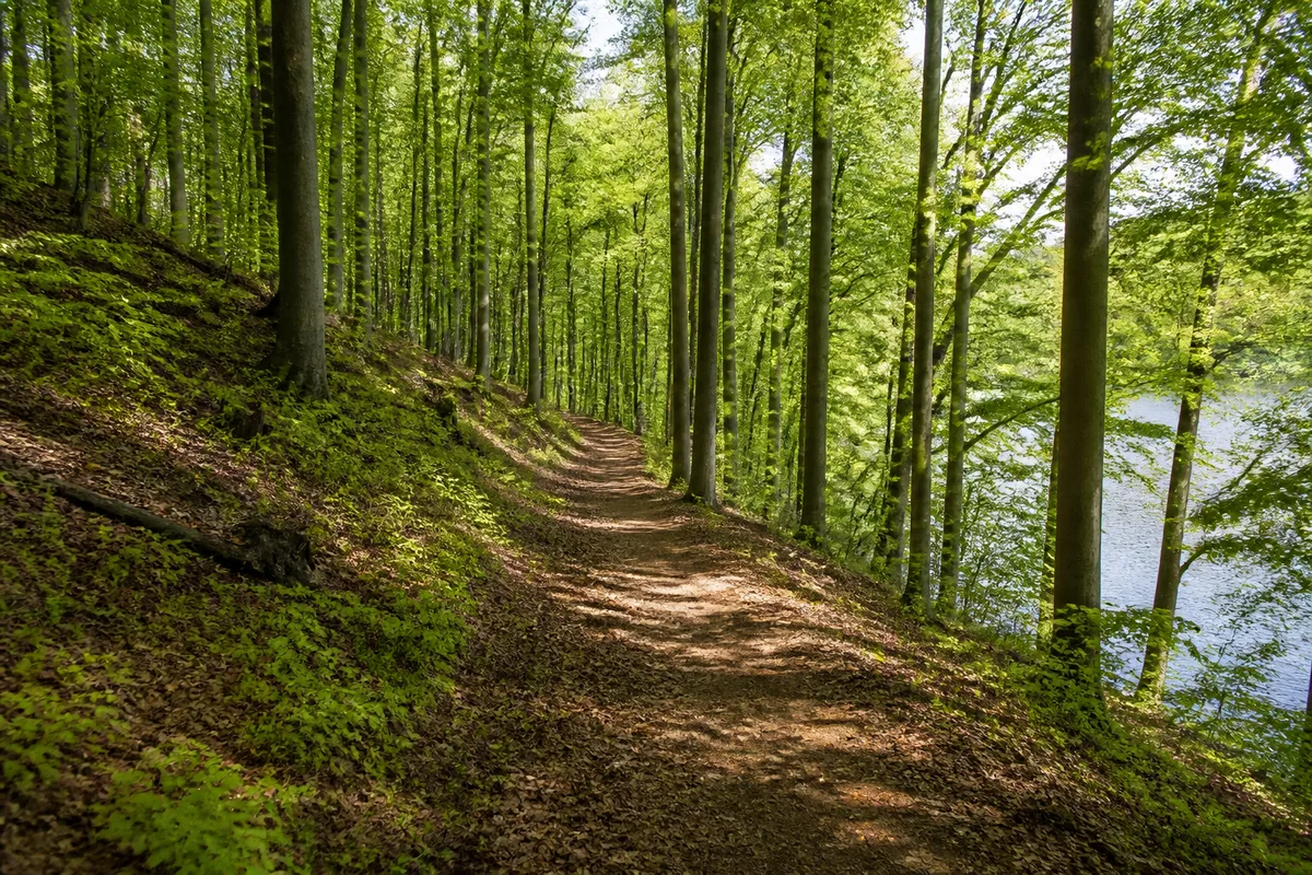 Laubwaldweg im Reppiner Wald bei Mueß auf sanft gewelltem Boden