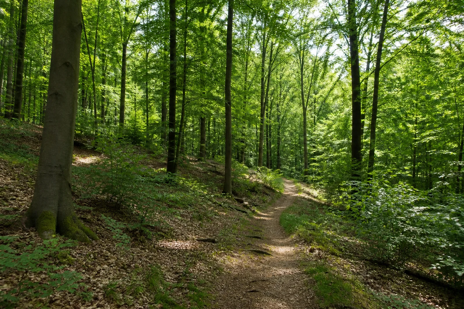 Waldpfad im Bürenbruch bei Ergste
