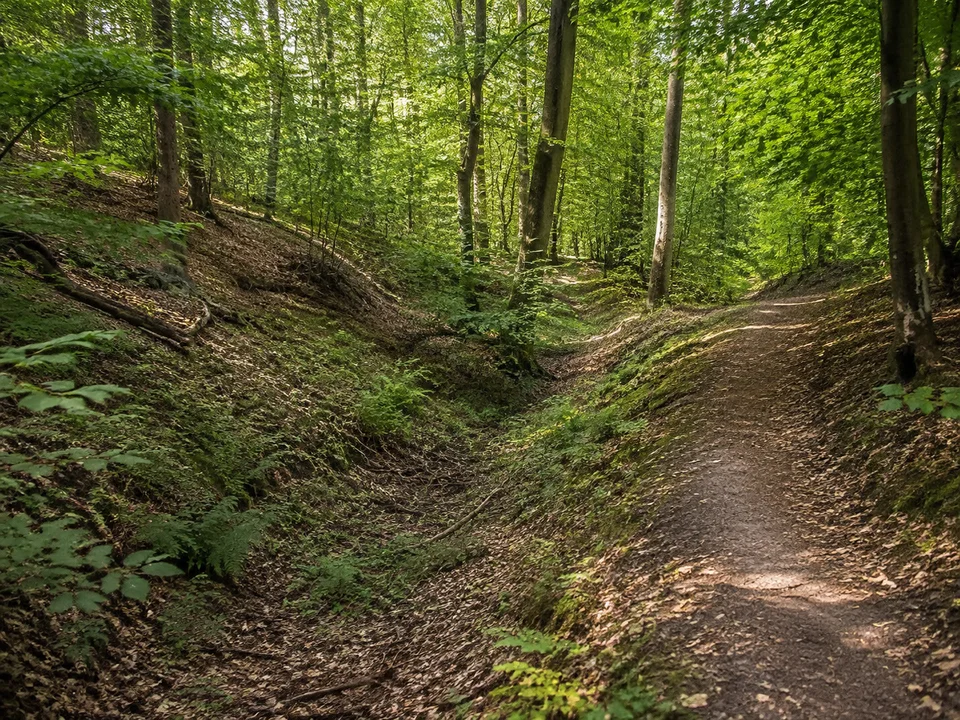 Waldgraben bei Heroldsberg: Kleiner feuchter Waldgraben südlich Heroldsbergs mit Laubbäumen, Farnen und sandig-erdigem Weg, kein tiefer Canyon.