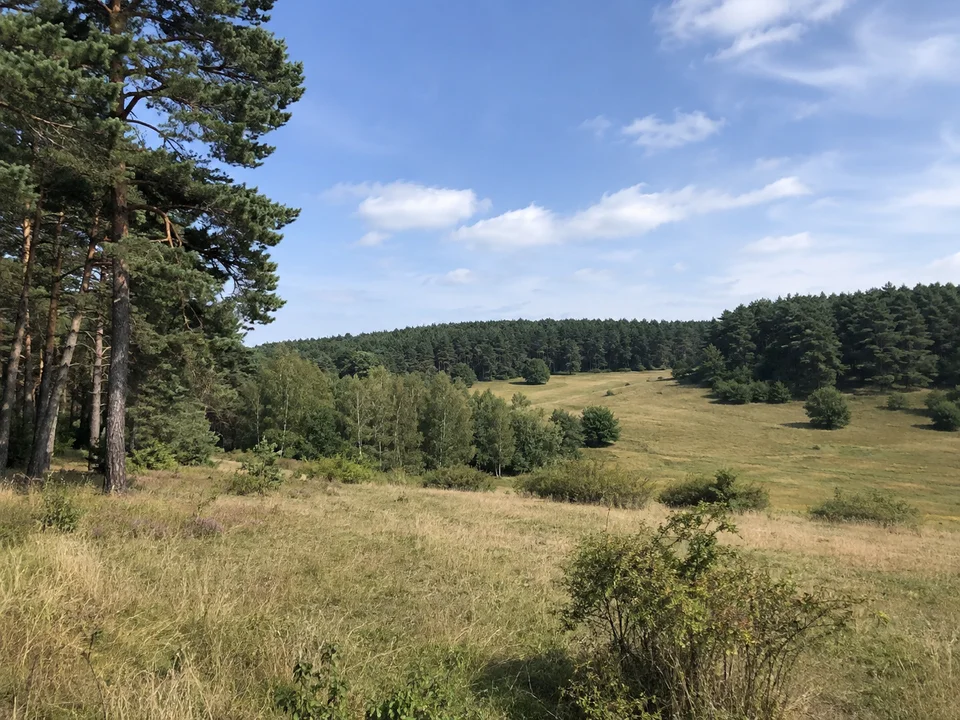 Waldrand bei Günthersbühl: Sanft welliger Waldrand bei Günthersbühl mit Wiesen und Kiefern-Laubmischwald im östlichen Sebalder Reichswald.