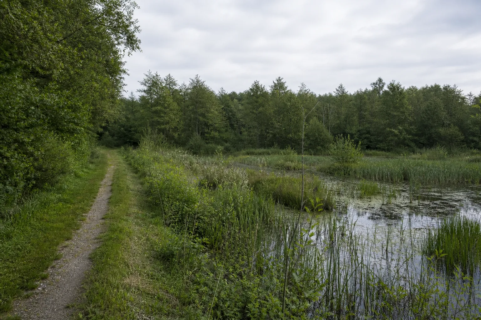 Fenn und Erlenwald bei Tüddern