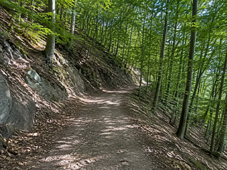 Hangwald bei Alexisbad: Sicherer breiter Waldweg an einem mäßigen felsigen Laubwaldhang