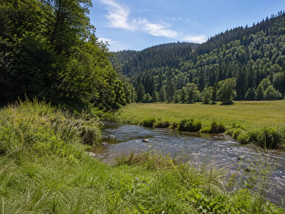 Unteres Selketal: Offene grüne Talwiese am Austritt eines kleinen Flusses aus bewaldeten Harzhügeln