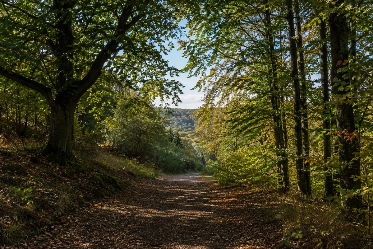 Breiter Laubwaldweg am nördlichen Unterharz bei Gernrode, gefiltertes Licht und Vorlanddurchblick ohne Gebäude