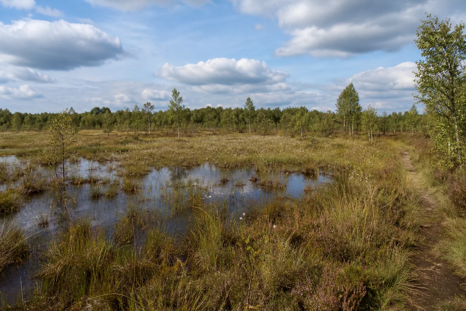 Senden: Moorweg im Venner Moor bei Senden