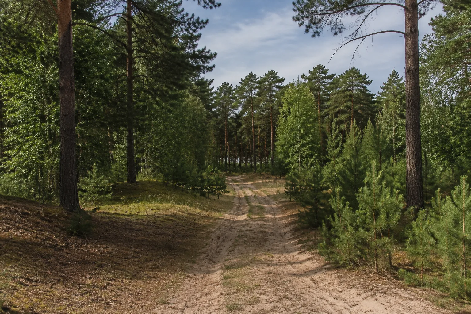 Hosenaer Wald: Sandige Kiefernwege südlich der touristischen Uferzone