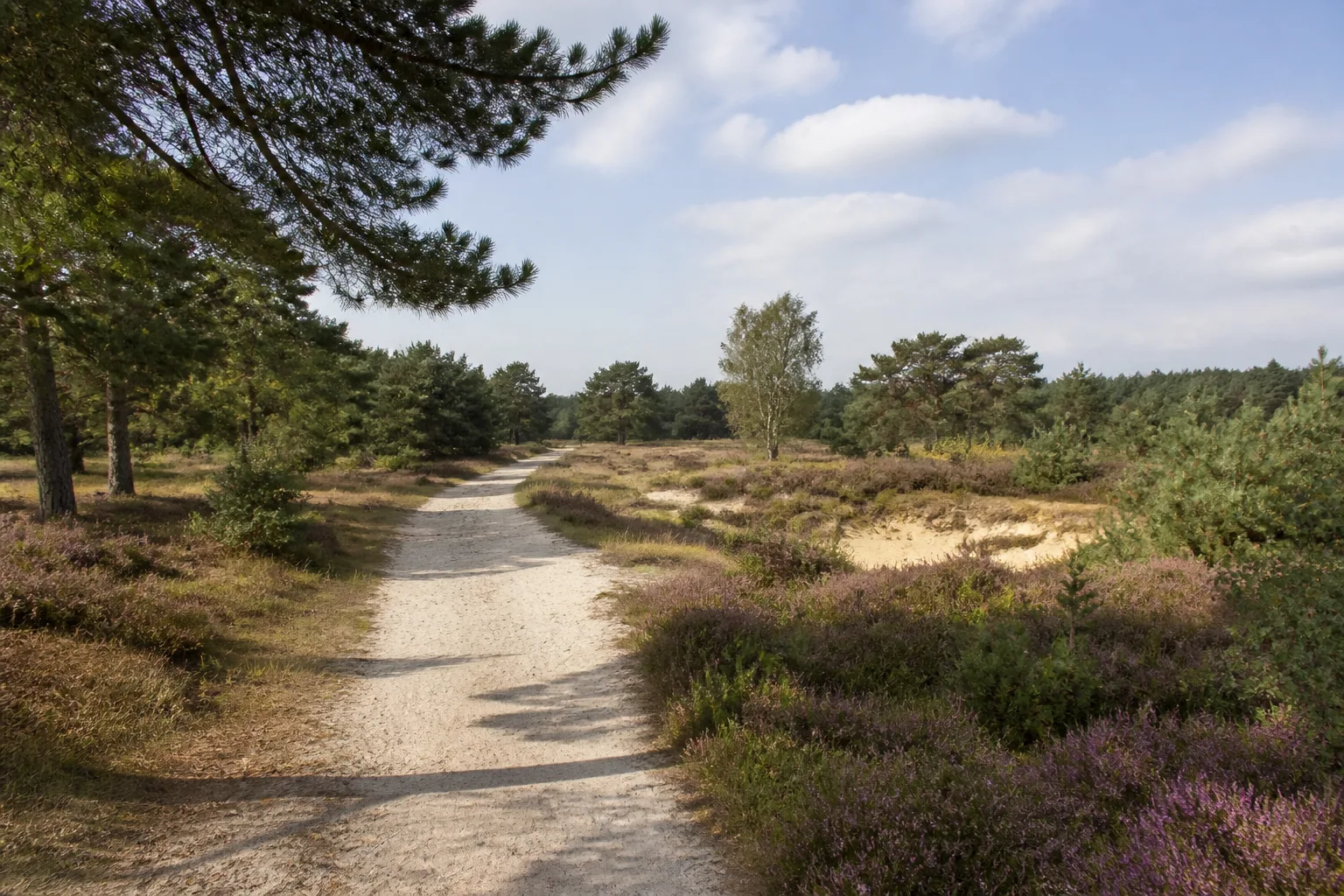 Senne: Moosheide und Emsquellen in Senne