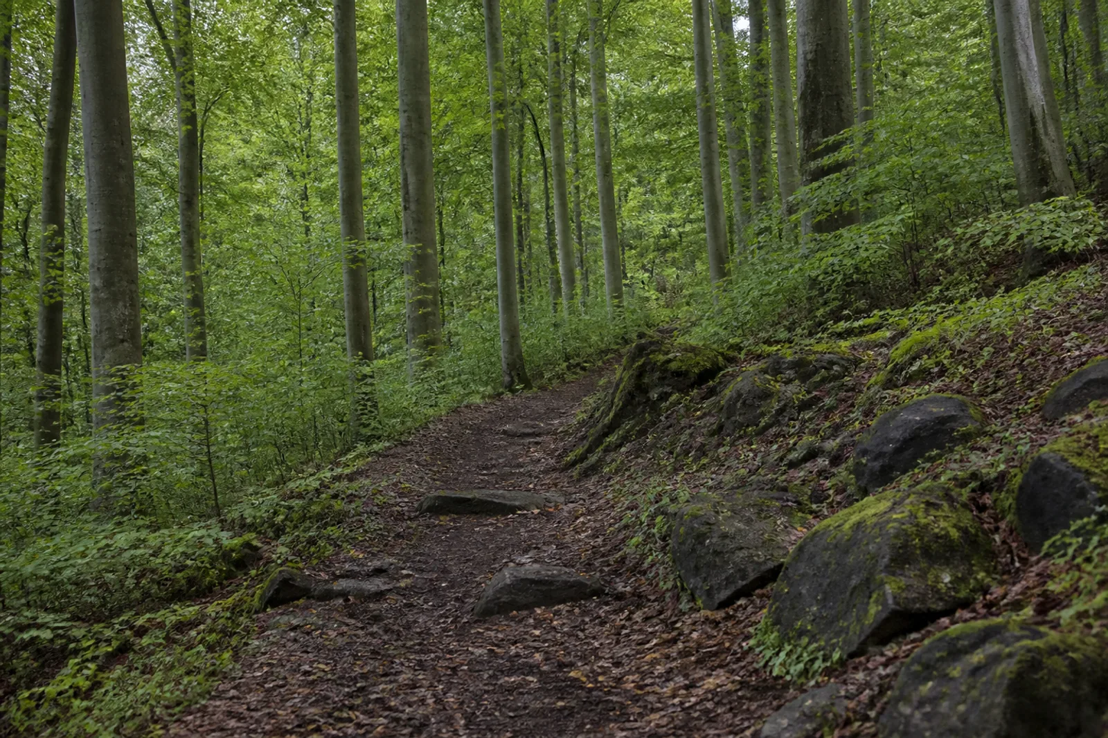 Buchenwaldweg zwischen Basaltsteinen am Großen Oelberg im Siebengebirge