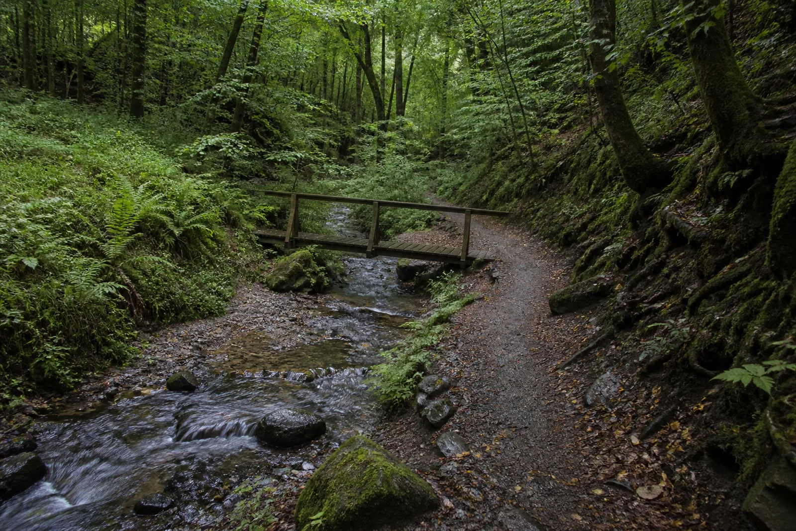 Schmaler Waldpfad an einem Bach im Tretschbachtal im Siebengebirge