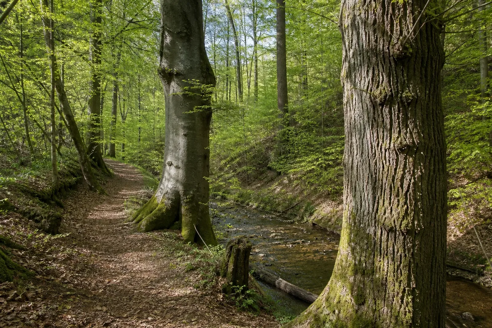 Pfad zwischen alten Buchen und Eichen am Hermelsbach im Tiergarten Siegen