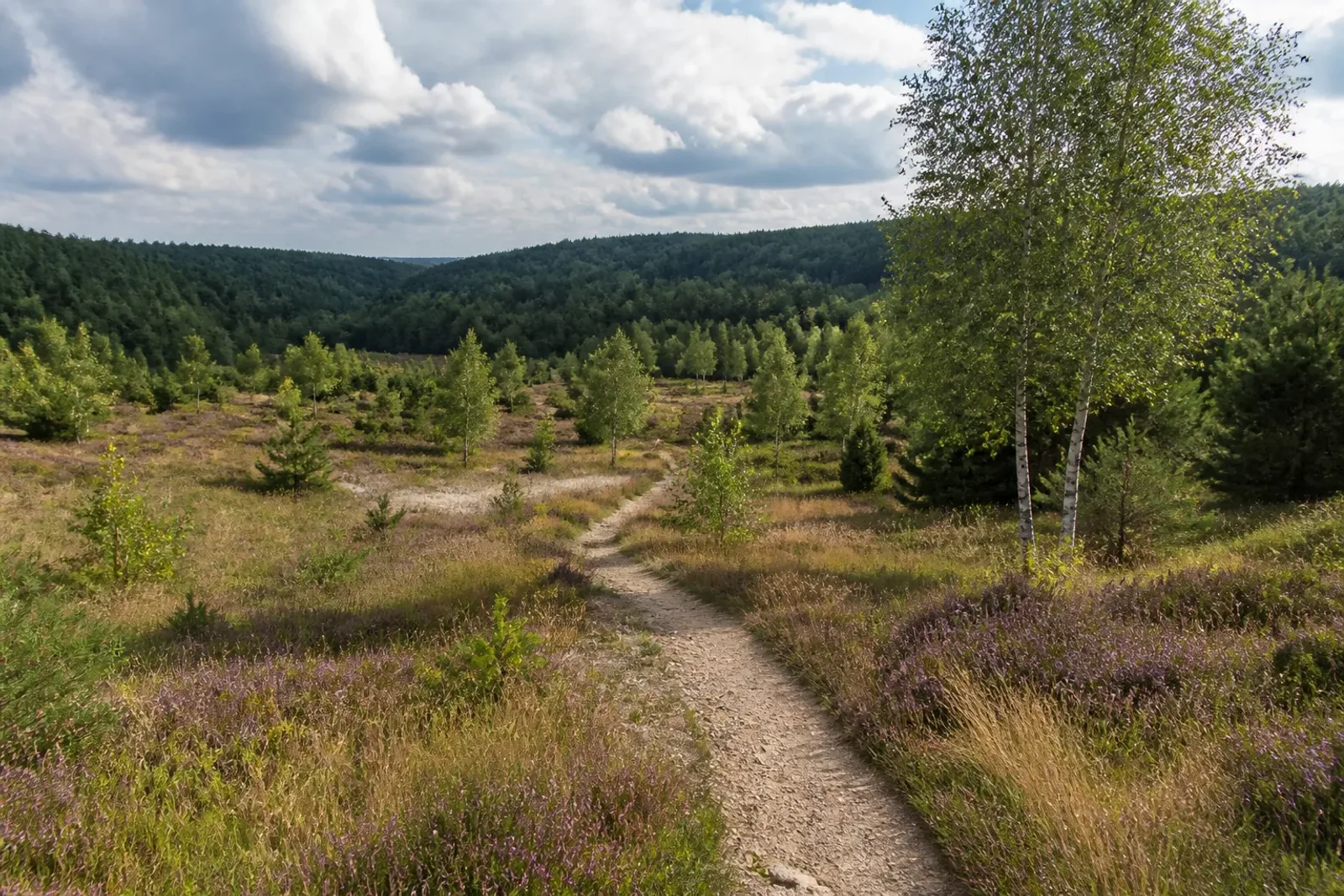 Sandiger Wanderpfad durch die offene Trupbacher Heide bei Siegen