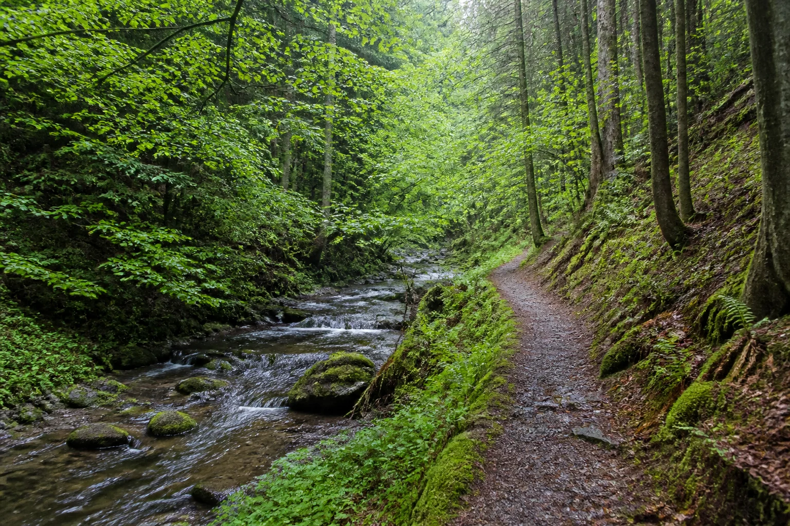 Schmaler Wanderpfad am Bach im Rohrbachtal bei Bad Berleburg in Siegerland-Wittgenstein