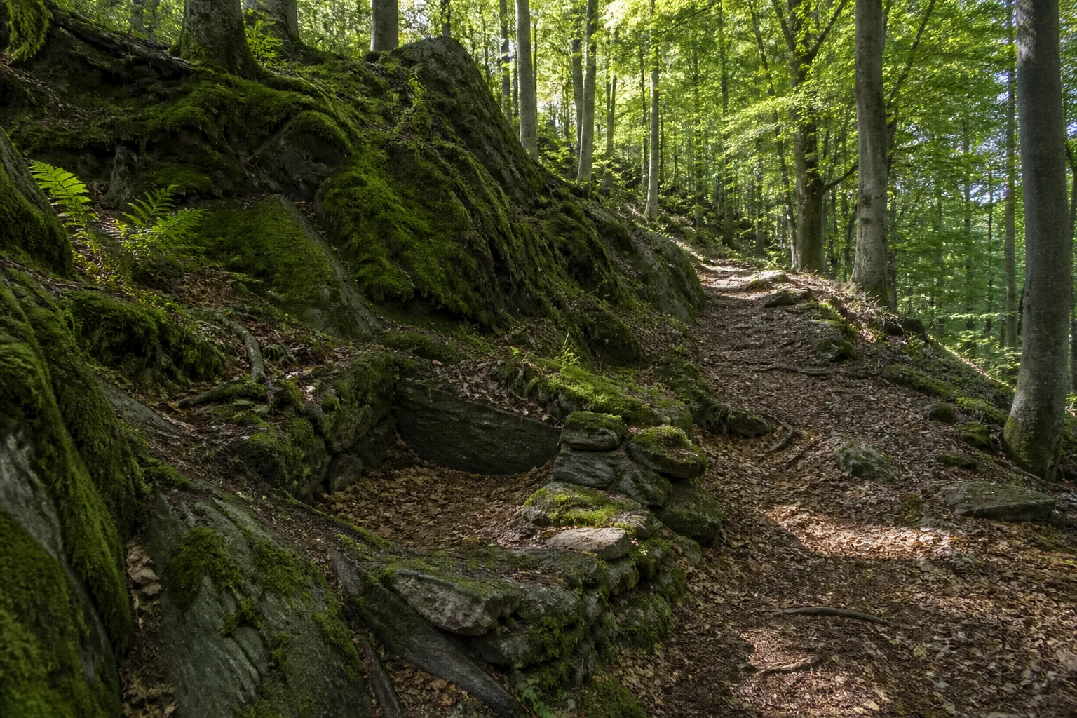 Waldpfad am Silberberg
