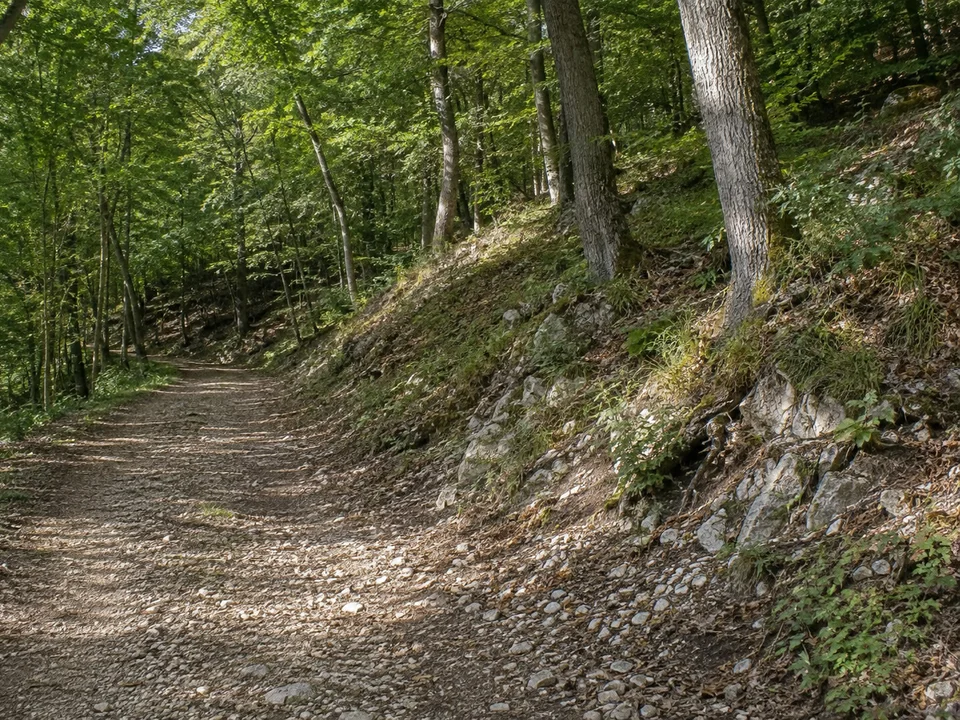Wald bei Ittling: Laubmischwald an einem steinigen Hang bei Ittling mit unspektakulärem breitem Wanderweg und kleinen hellen Kalksteinen.