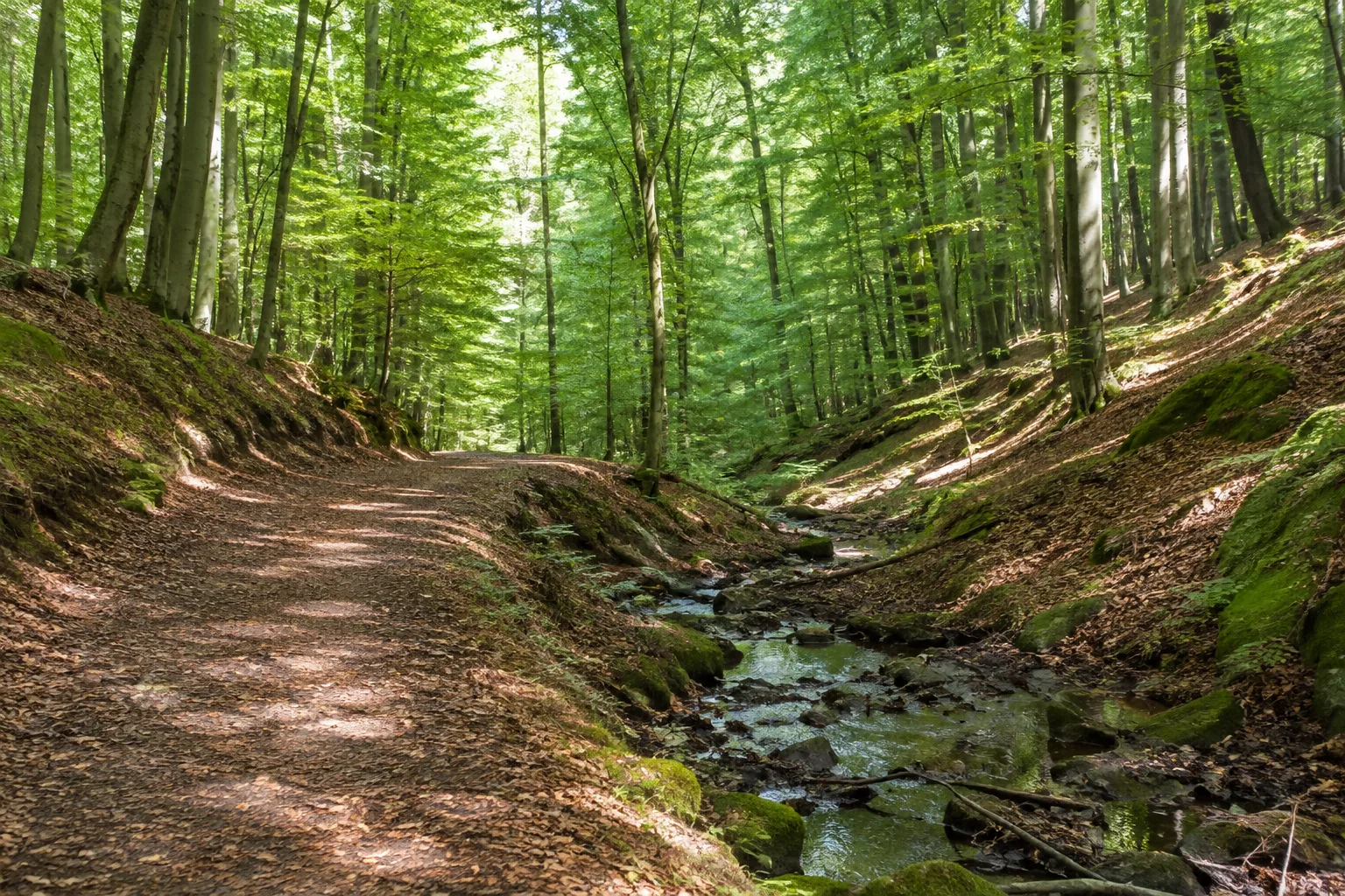 Simmerner Stadtwald: breite Waldwege und stille Bachmulden