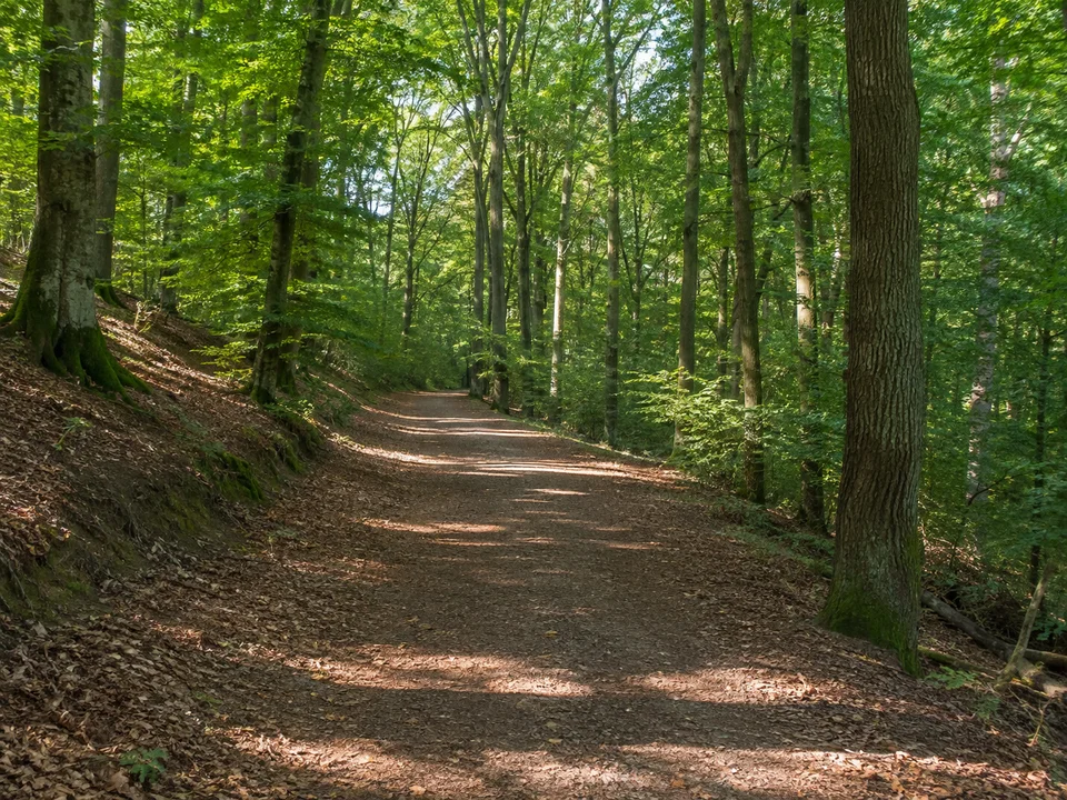 Sindelfinger Stadtwald: Breiter schattiger Weg durch alten Buchen-Eichen-Mischwald auf mäßig hügeligem Gelände