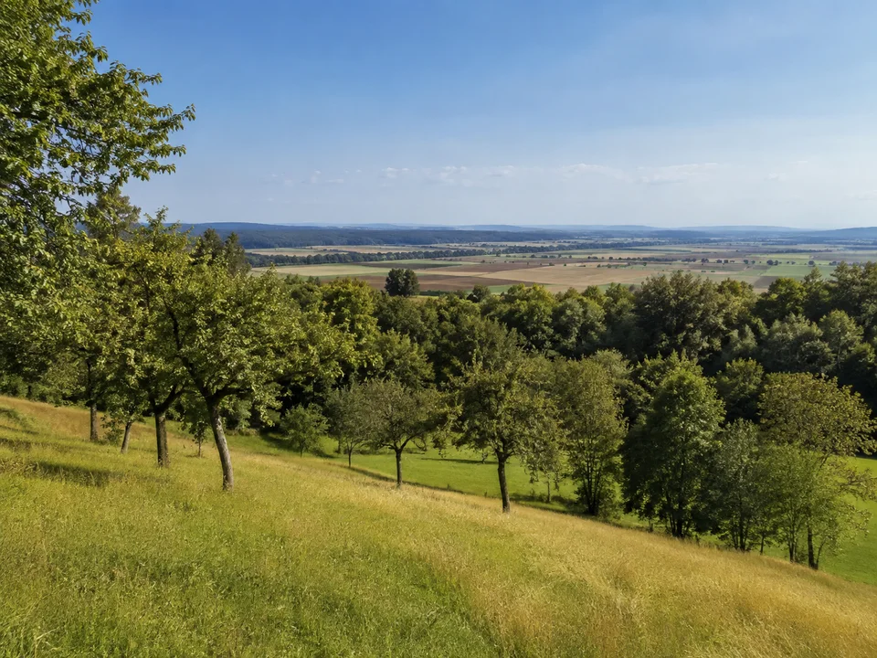 Bohlinger Galgenberg: Sanfte sonnige Wiesenhänge mit Obstbäumen, Laubwaldstreifen und weitem ländlichem Horizont