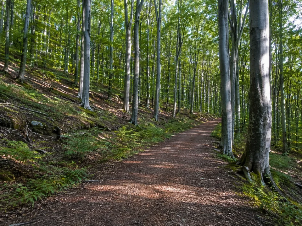 Possener Buchenwald: Hohe silbergraue Buchenstämme an einem breiten leicht ansteigenden Waldweg