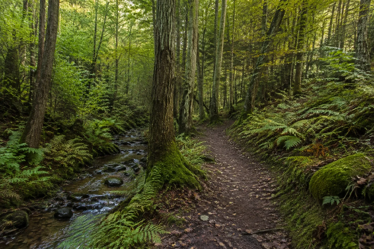 Feuchter Sandsteinmischwald nahe Fünfbronn mit Farnen, kleinem Quellbach und erdigem Weg, niedrige Hänge.