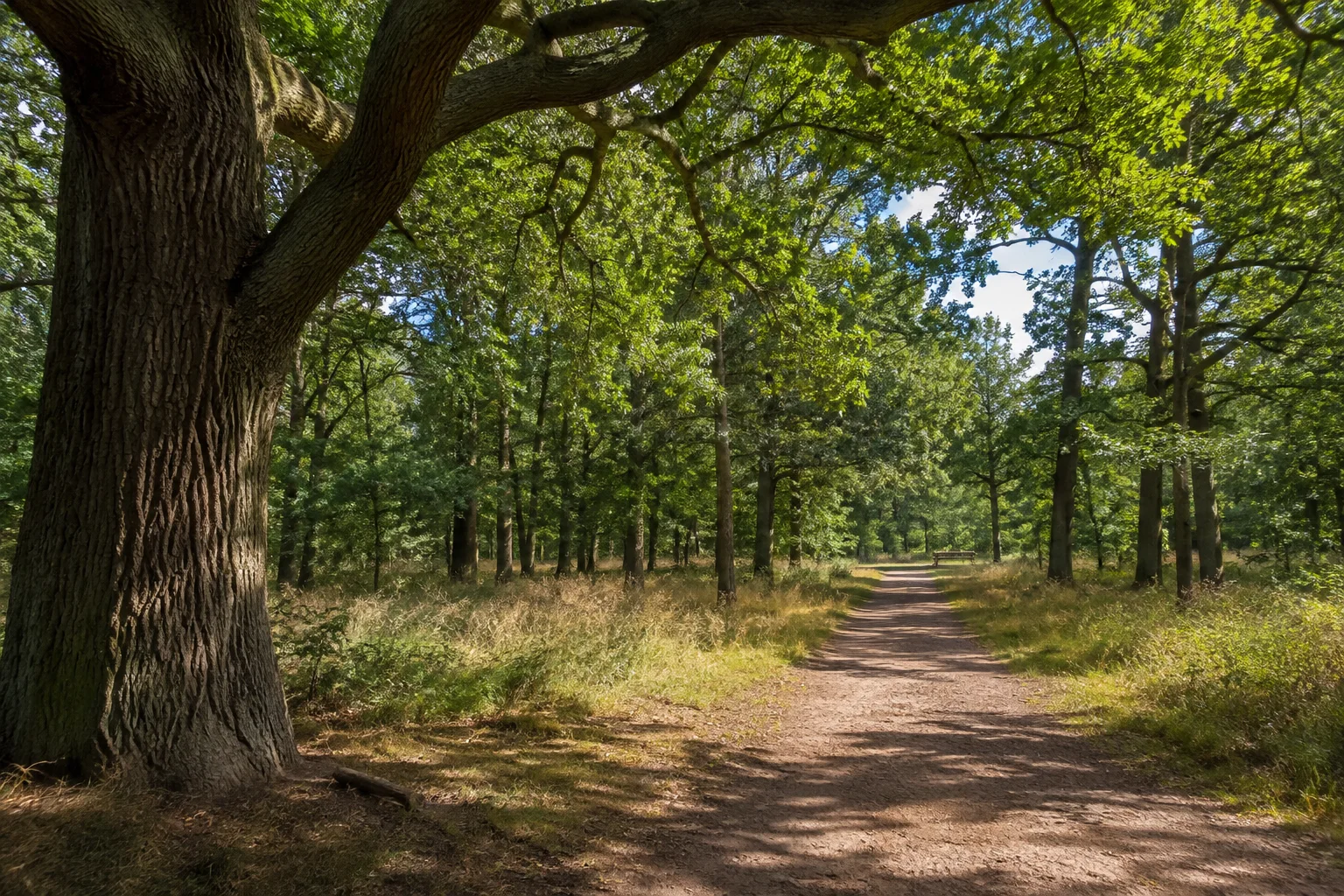 Alte Eichen und flache Waldwege nahe dem Wildgehege.