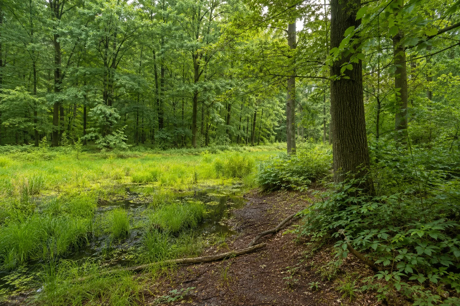 Laubwald mit feuchten Senken am südwestlichen Rand.