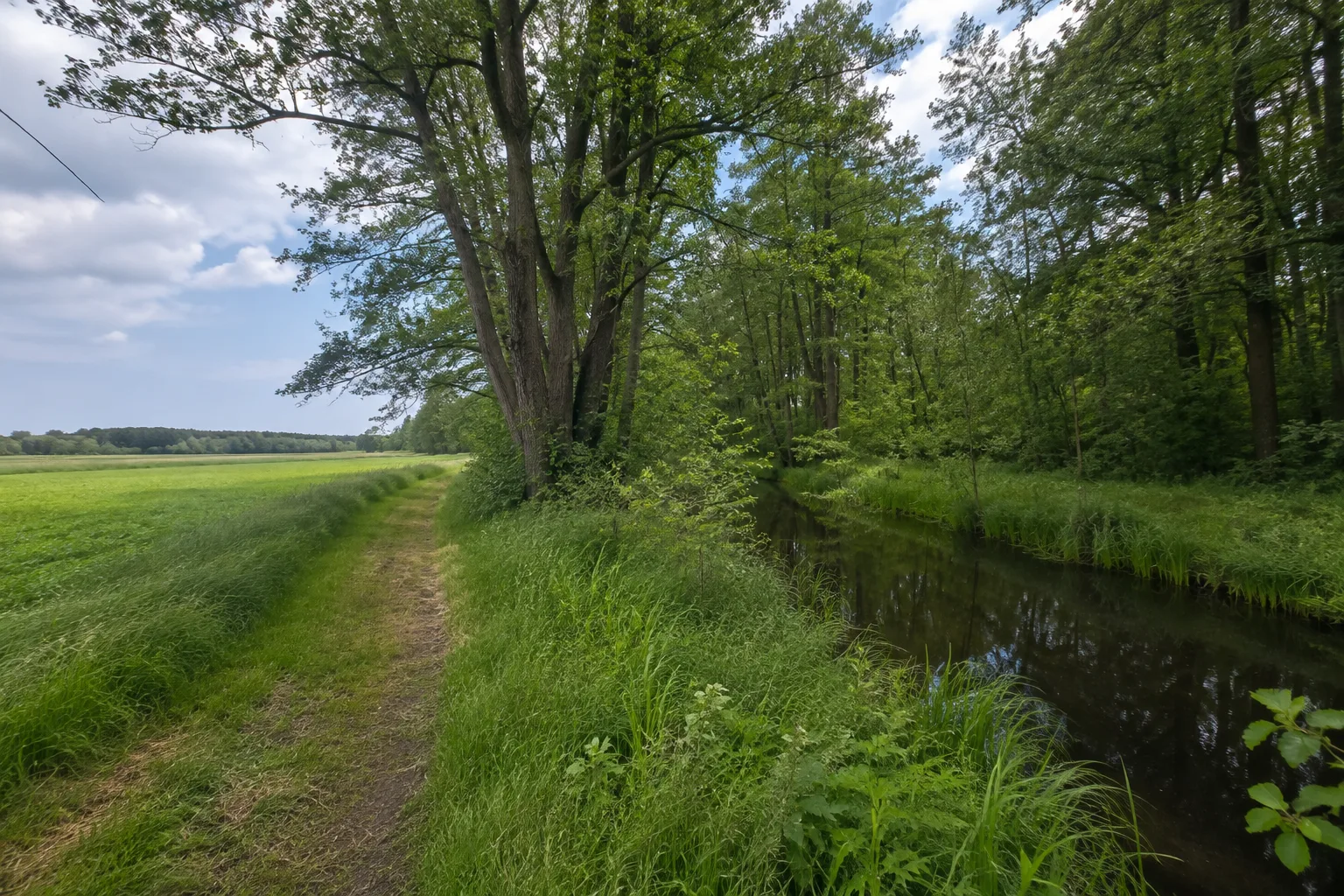 Oberspreewald: feuchte Wiesen und Erlenwald an einem schmalen Wasserlauf
