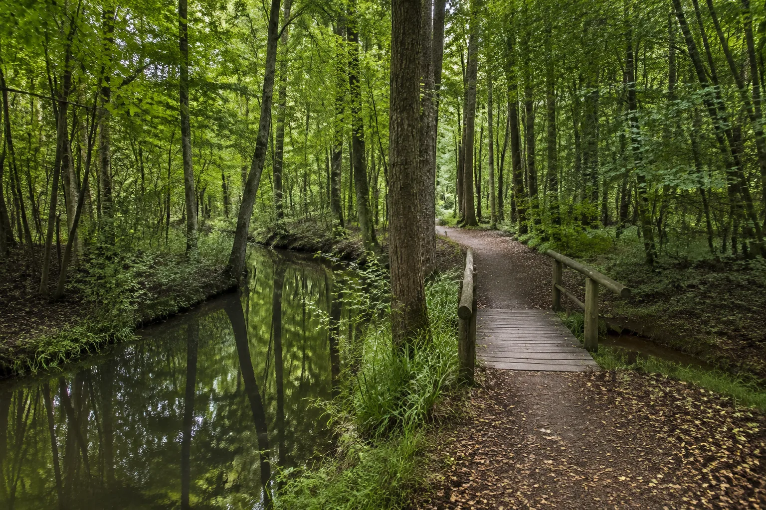 Unterspreewald: Buchen- und Erlenwald an einem ruhigen Kanal