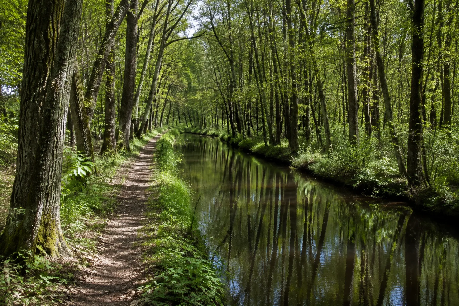Spreewald: Spreewald: schmaler fester Uferweg zwischen Erlen und stillen Fließen