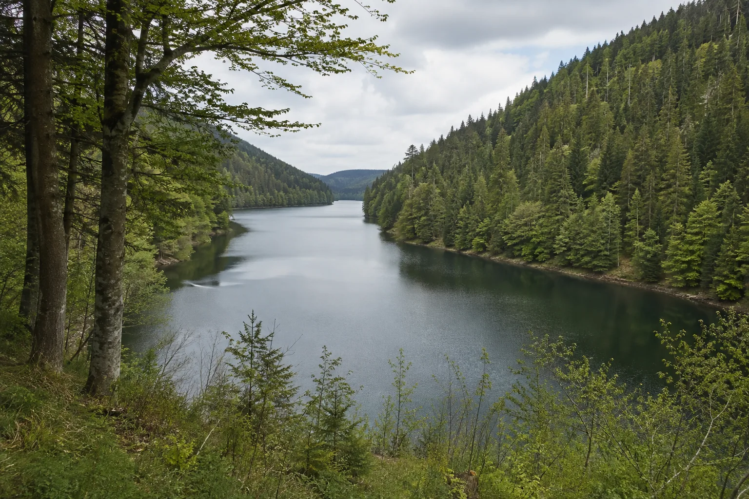 Albsee: ruhiger Stausee zwischen steilen Waldhängen