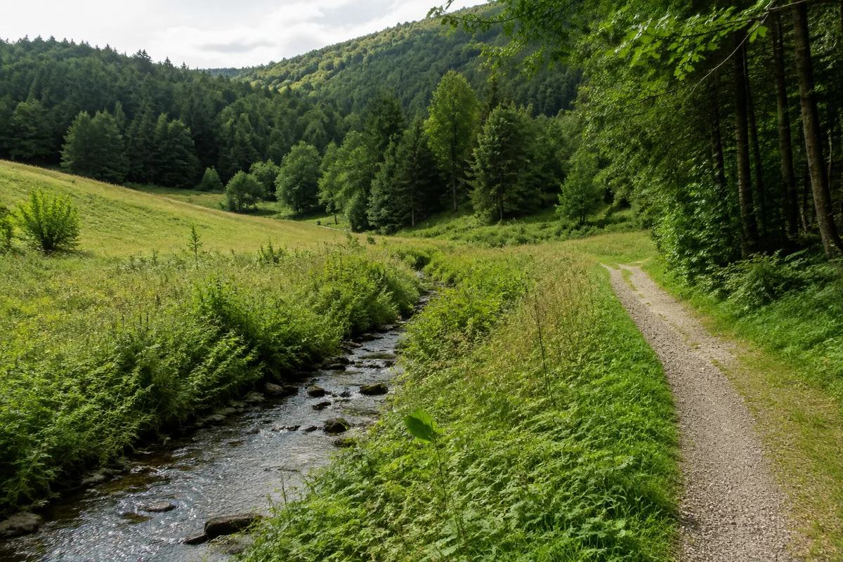 Quellnahes Wiesental mit kleinem Bach und Waldhängen.