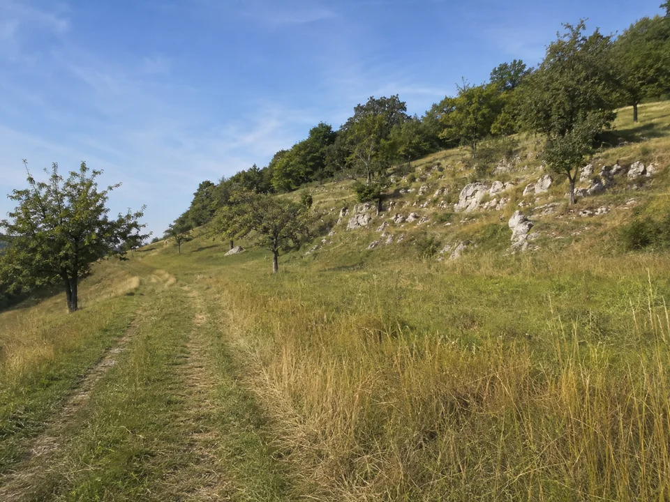 Aufstieg von Romansthal: Ansteigender Feld- und Wiesenweg oberhalb Romansthals zum Staffelberg, Obstbäume und niedrige weiße Kalkfelsen am oberen Hang