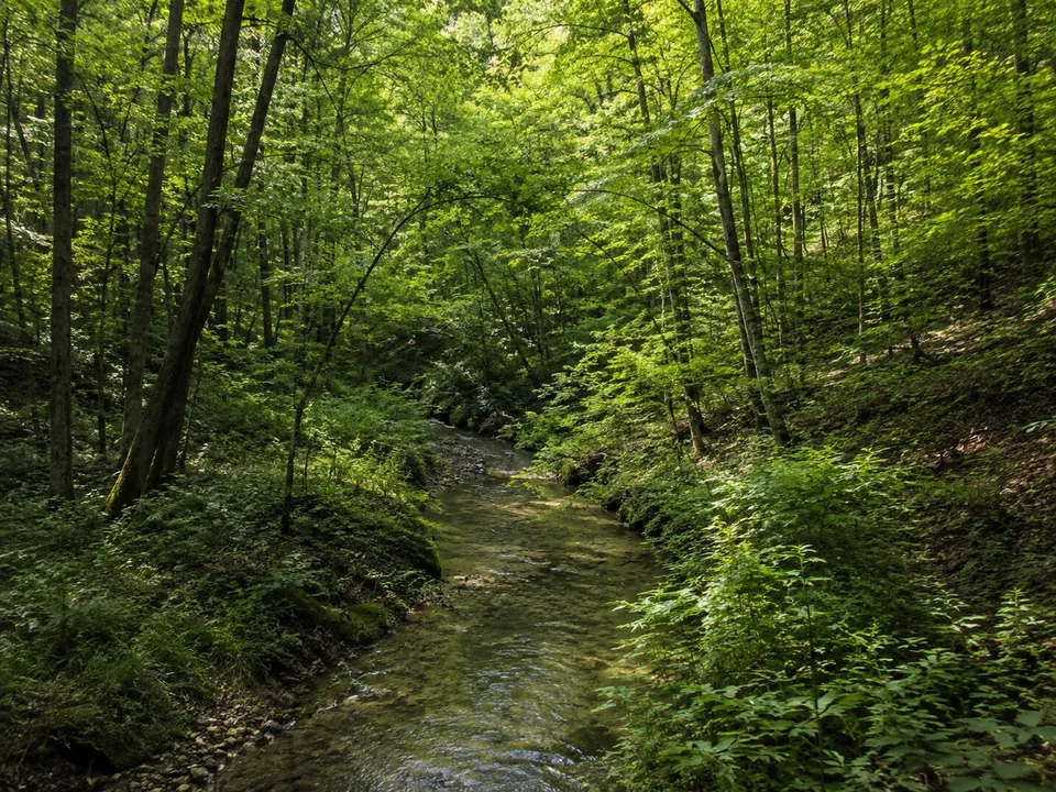 Würmtal südlich von Gauting: schmaler klarer Fluss im dichten Laubmischwald, bewaldete niedrige Talflanken
