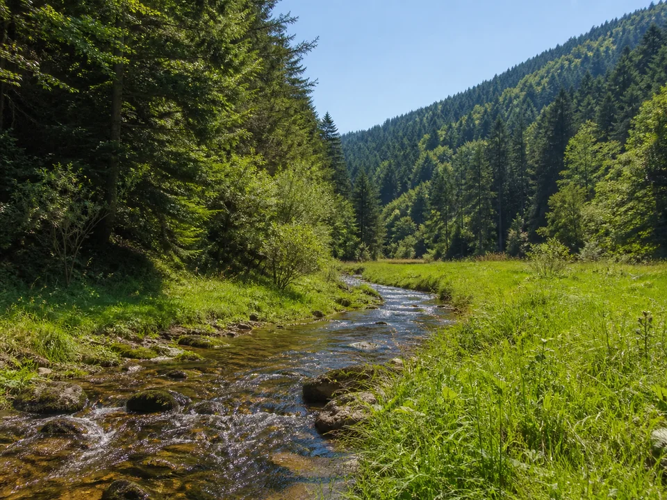 Neumagental bei Etzenbach: Kleiner klarer Fluss mit Wiesenstreifen im enger werdenden bewaldeten Schwarzwaldtal