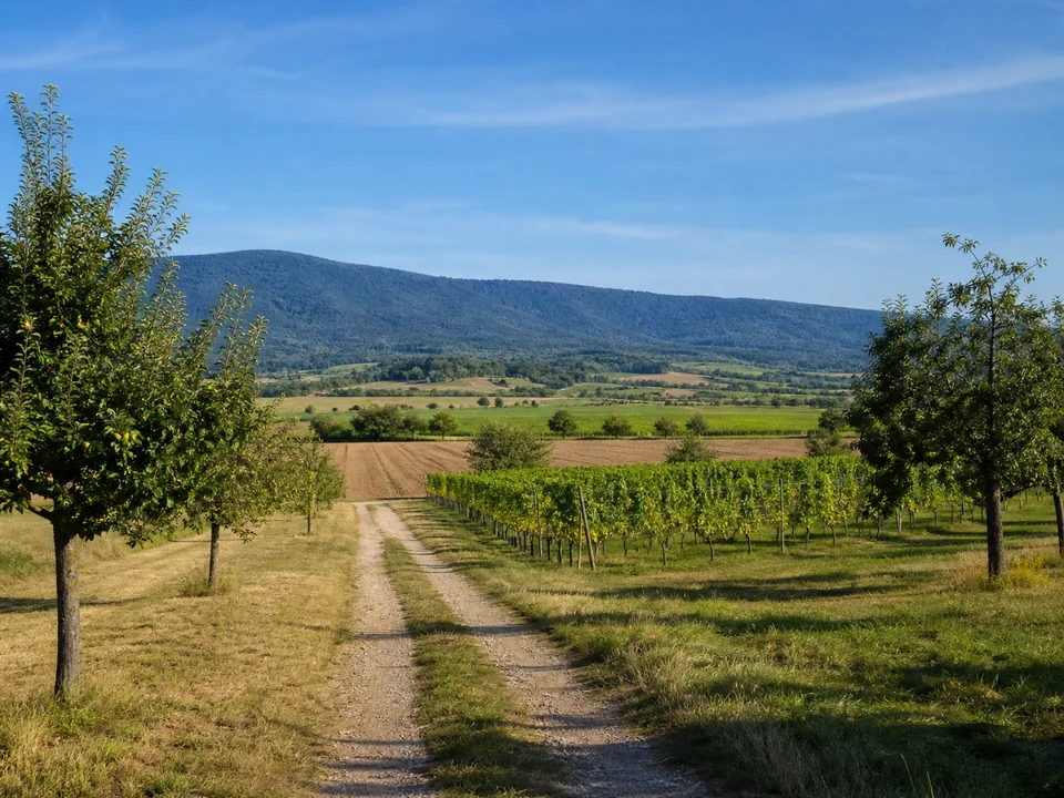 Feldflur bei Wettelbrunn: Weite ebene Feldwege und Obstbäume mit niedrigen Rebbergen und ferner dunkler Schwarzwaldkante
