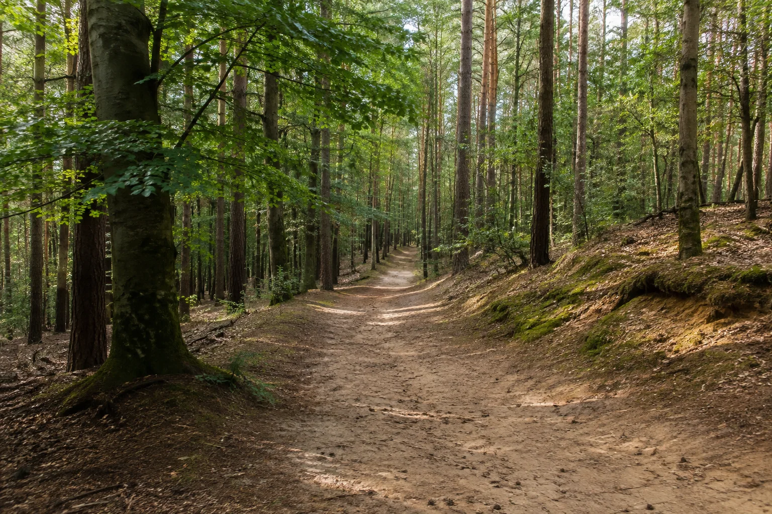 Neuroofener Wald: sandiger Weg durch ausgedehnten Buchen-Kiefern-Mischwald mit leicht bewegtem Boden