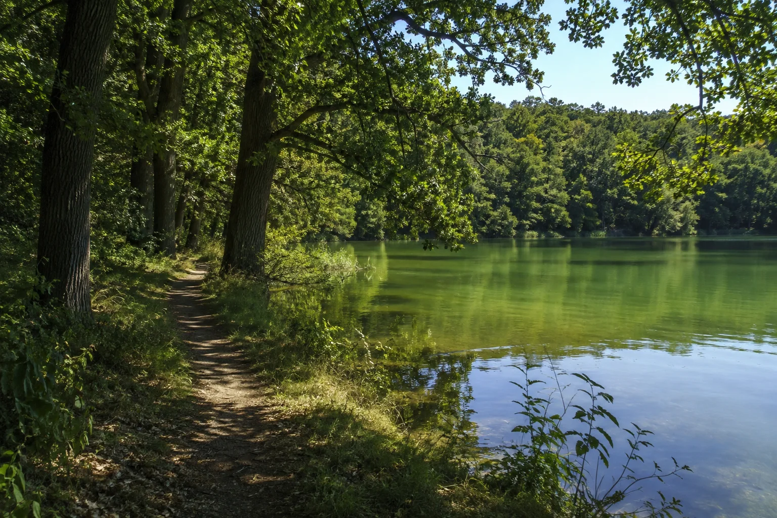 Stechlin: Menzer Roofensee: grüner See hinter einem schmalen Uferpfad unter alten Laubbäumen