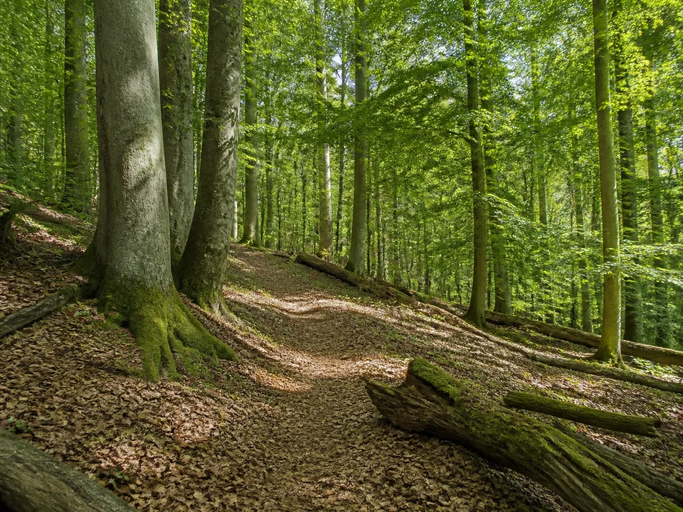 Buchenwald bei Ebrach: Große alte Buchen an einem Waldweg bei Ebrach mit Laubstreu und einzelnen liegenden Totholzstämmen, kein Urwaldklischee