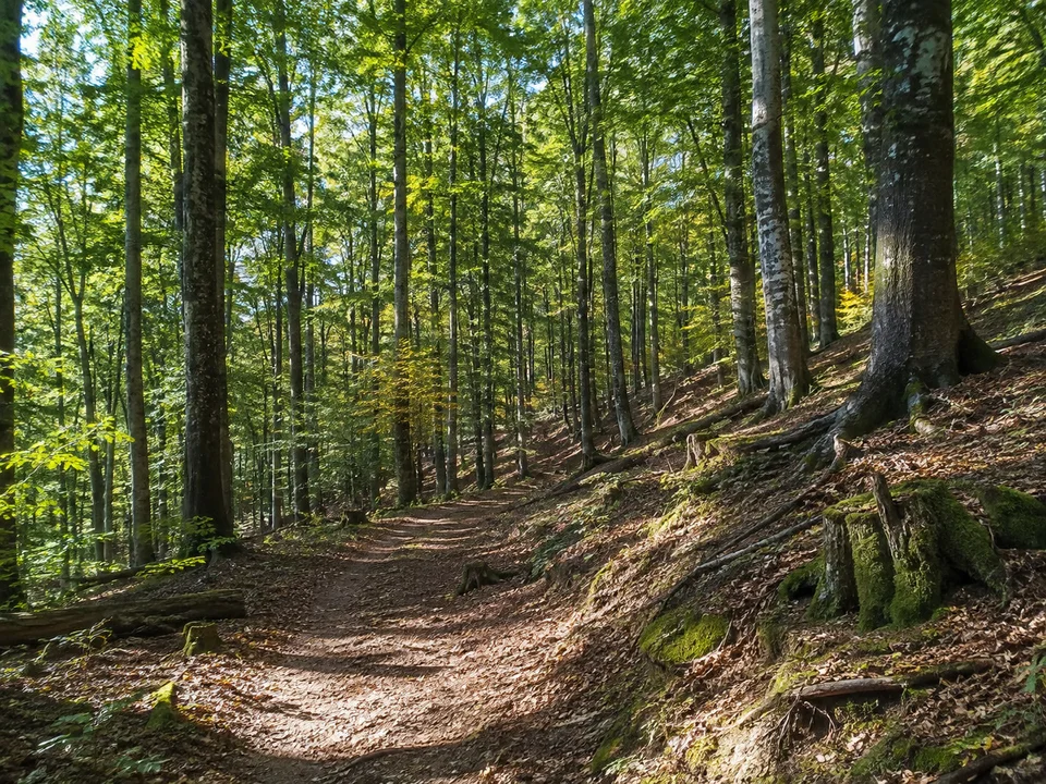 Buchenweg bei Ebrach: Naturbelassener Wanderweg durch alten Buchenwald nahe Ebrach mit hügeligem Boden und Lichtflecken