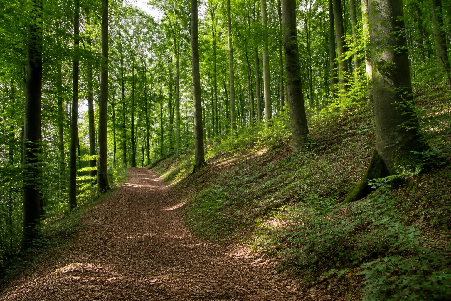 Waldweg im Buchenberg bei Steinfurt