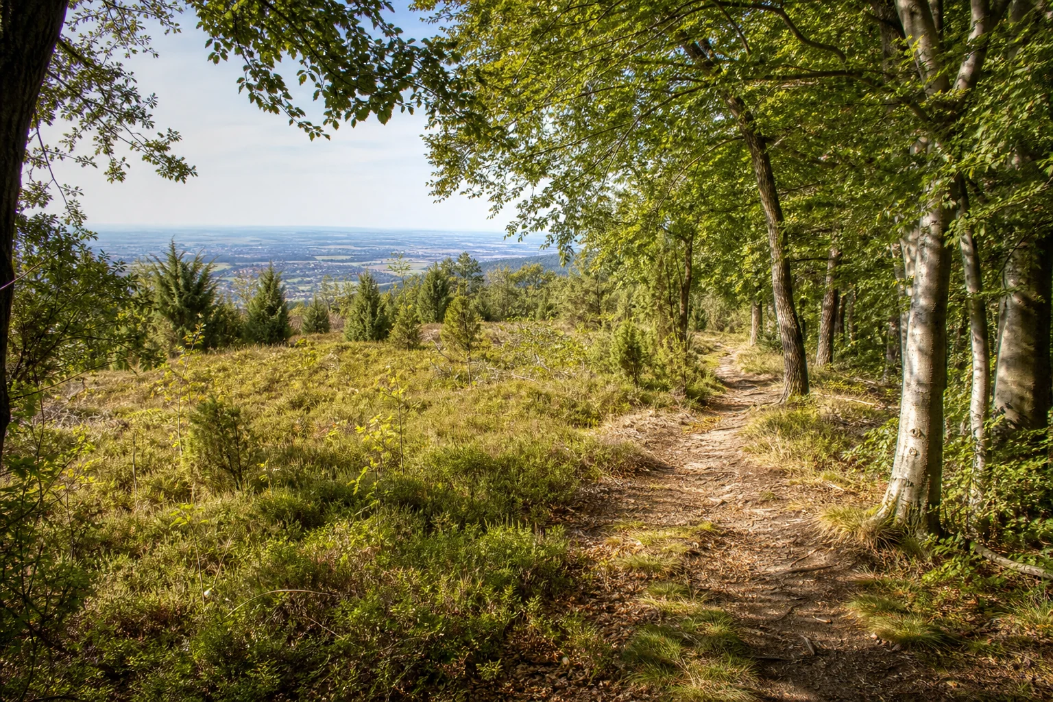 Steinhagen: Buchenwaldweg am Jakobsberg bei Steinhagen