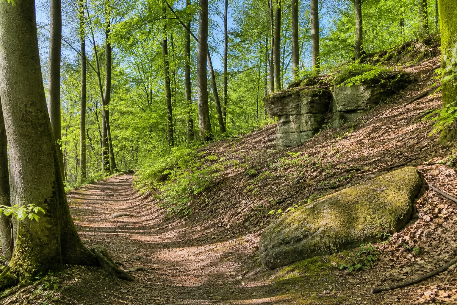Waldweg am Eggerand bei Sandebeck