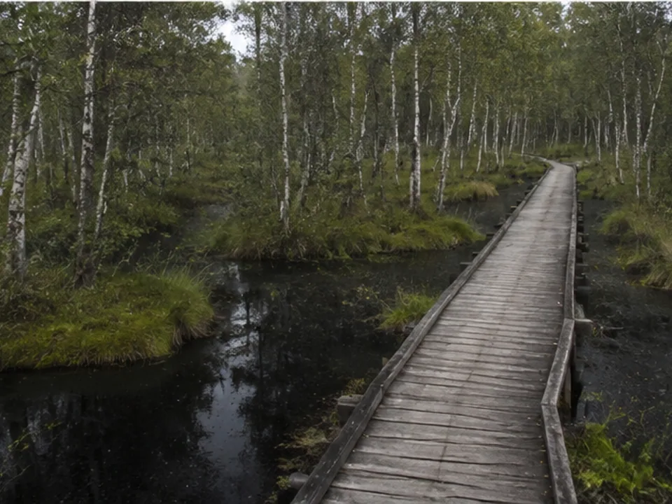 Totes Moor: Moorbirken und dunkle Wasserflächen östlich des Sees