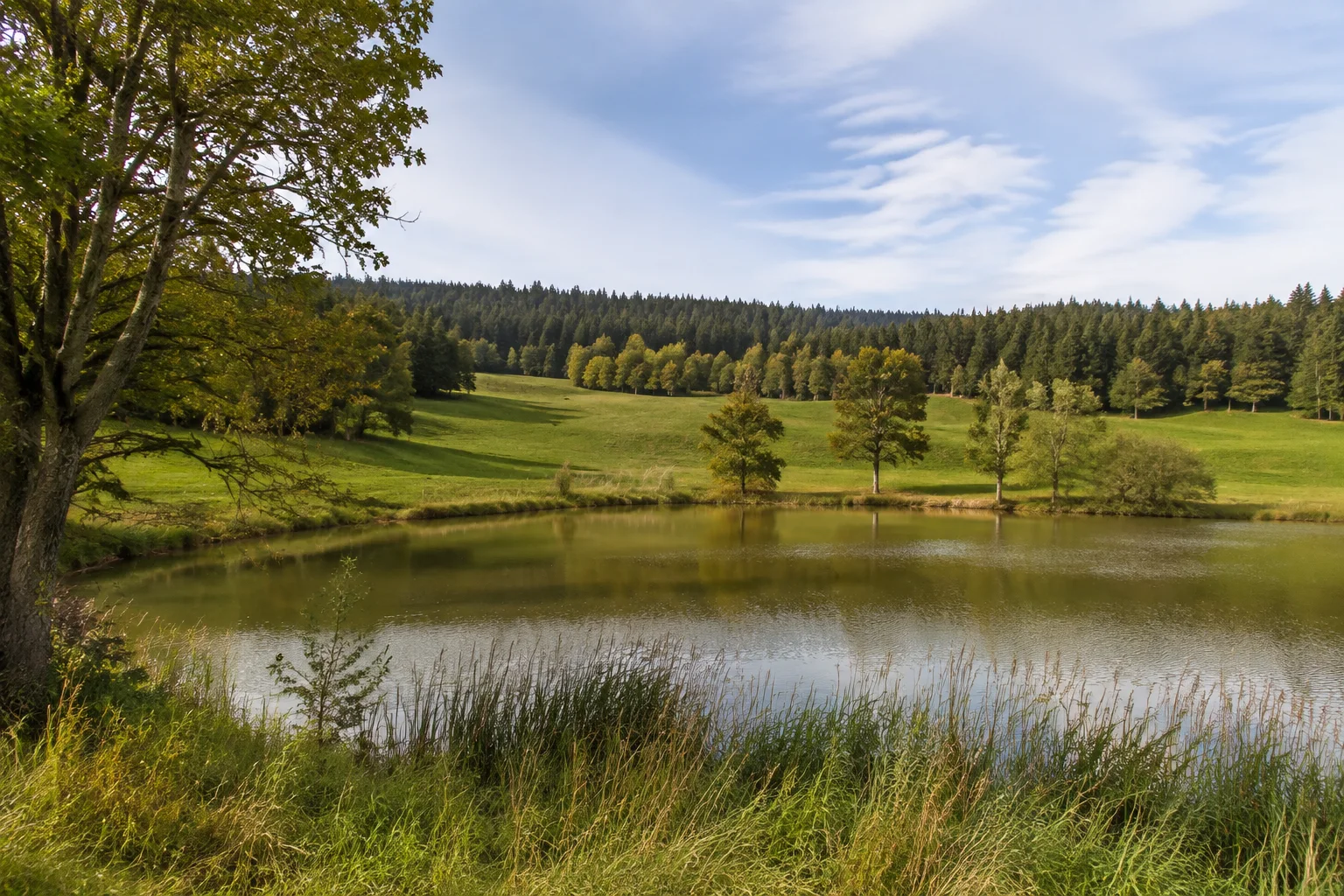 Friedenfelser Teichlandschaft: kleiner Dorfweiher mit Ufergras, Wiesenhügeln und dunklem Steinwald im Hintergrund.