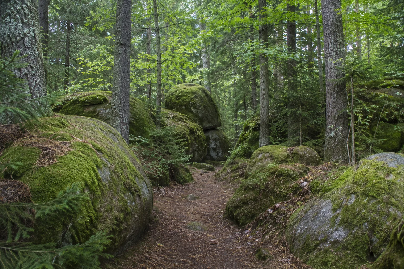 Fuchsmühler Granitwald: normaler Wanderweg zwischen Fichten, Buchen und gerundeten moosigen Granitblöcken.