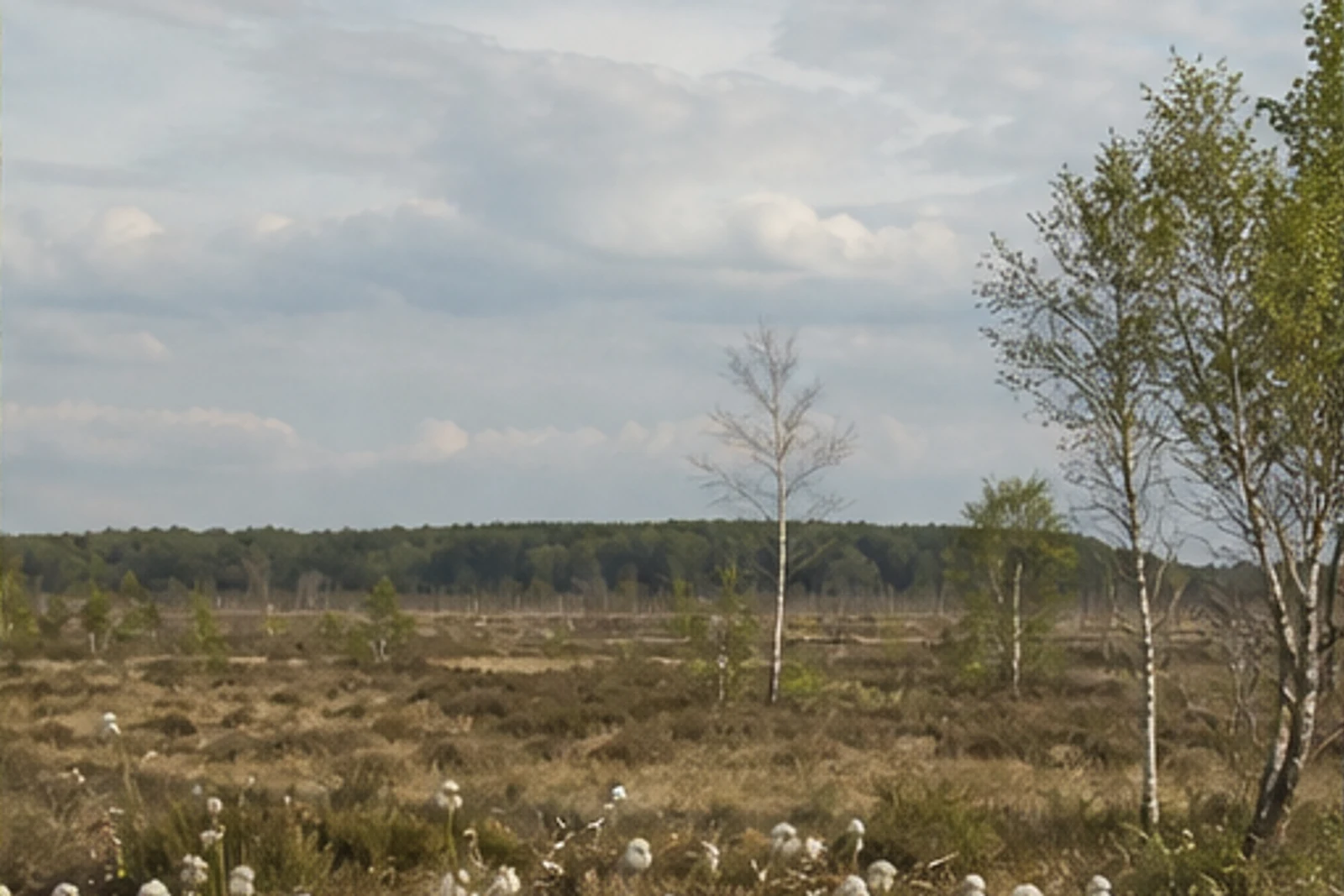 Oppenweher Moor in Stemwede